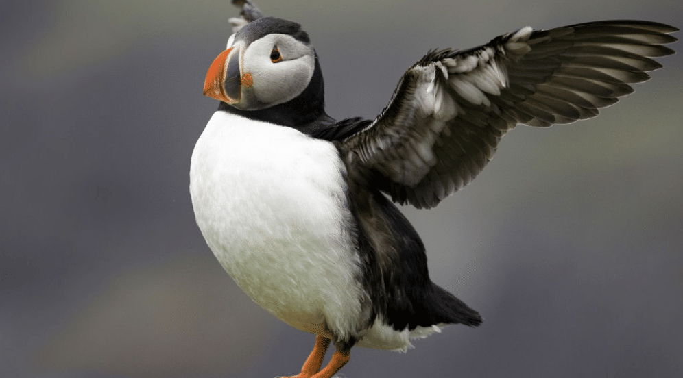 Puffin
