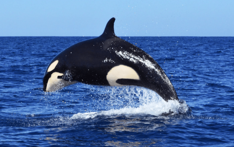 Orca