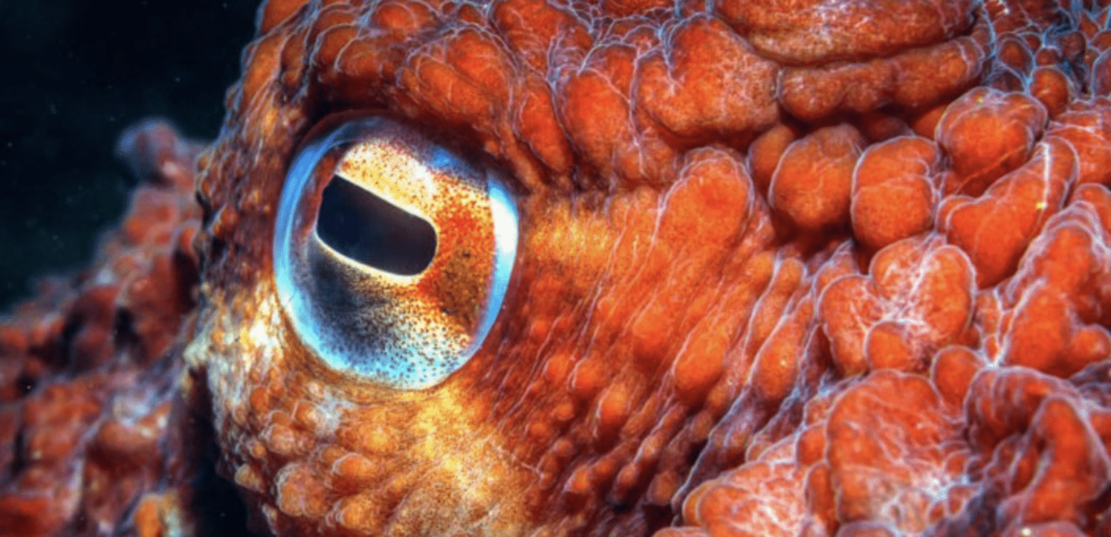Octopus
