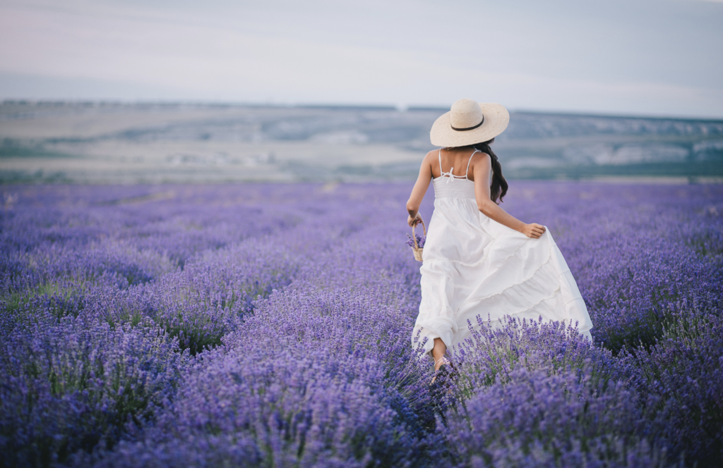 Blue Mountain Lavender Farm Blue Mountain Lavender Farm Experience
